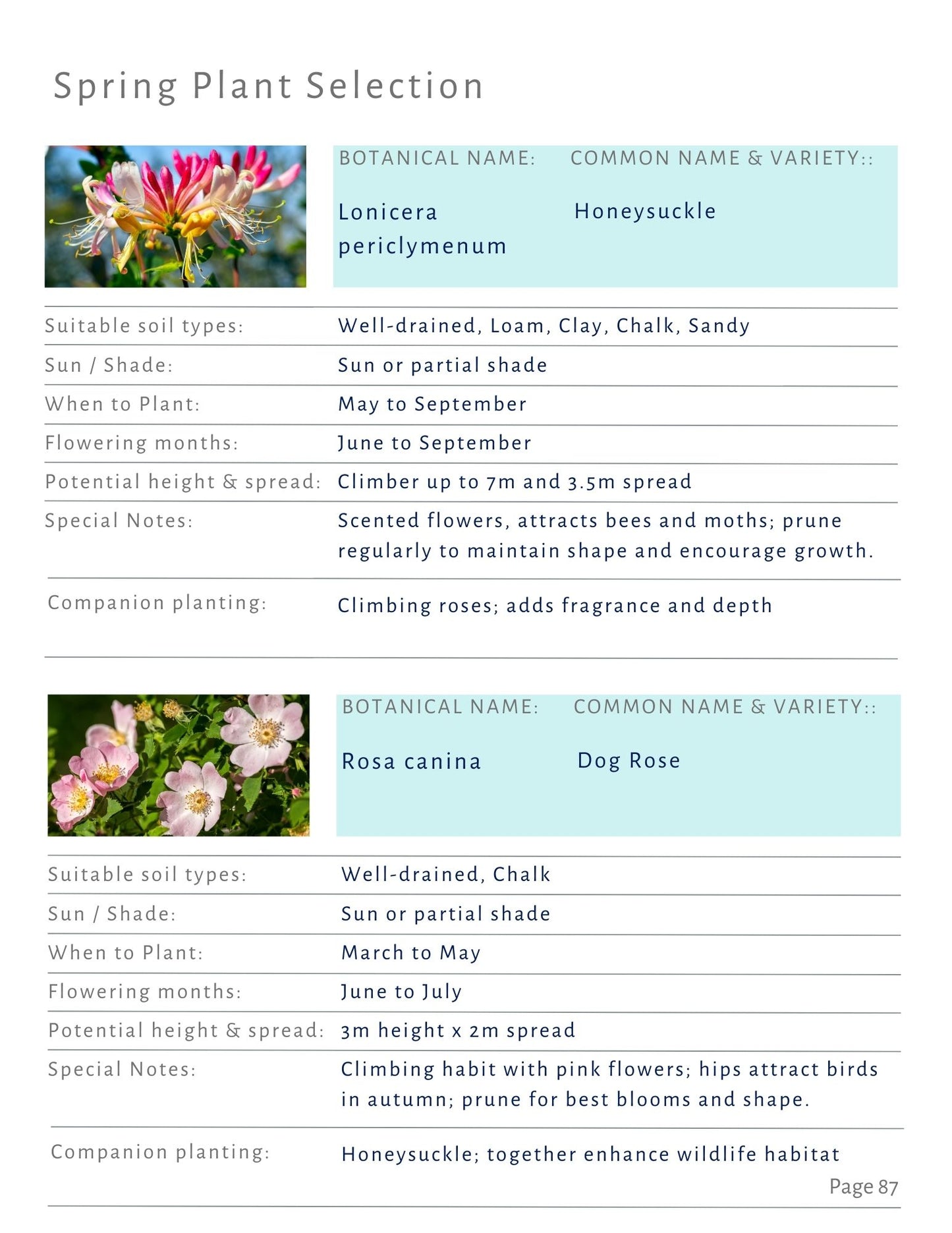Spring Planting Design Guide