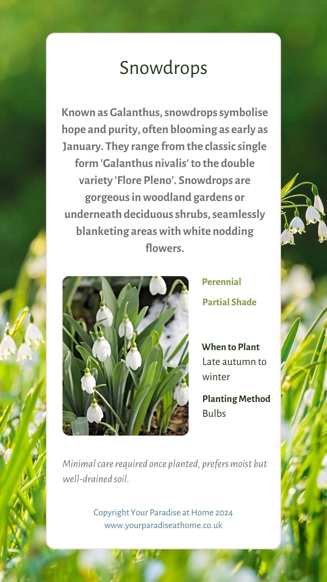 43 Winter Planting Flashcards